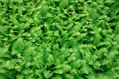 Fern leaves pattern background. botanical texture pattern. full frame shot of fresh green plants.