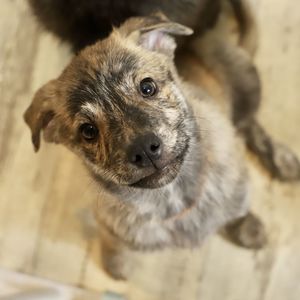 High angle portrait of a puppy at home