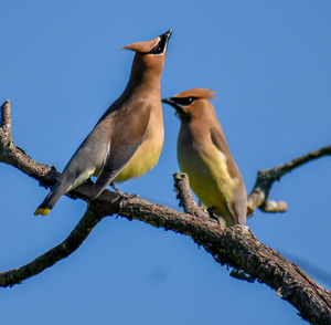 Low angle view of birds perching on twig