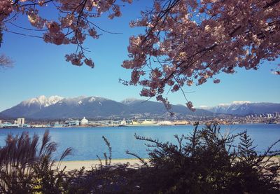 Flowers growing on tree by lake against clear sky