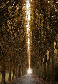 Road amidst trees in forest