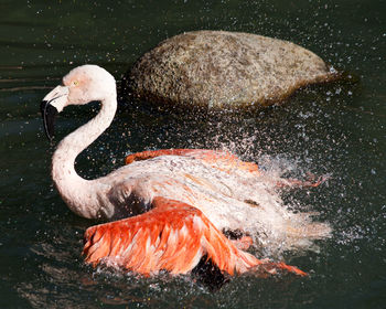 Flamingo bathing