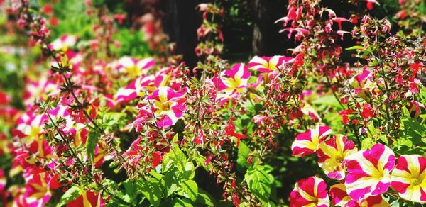 Close-up of pink flowering plants