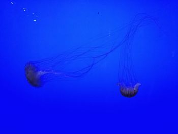 Close-up of jellyfish against blue background