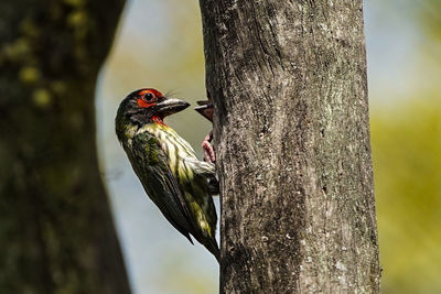 Close-up of bird perching on tree trunk