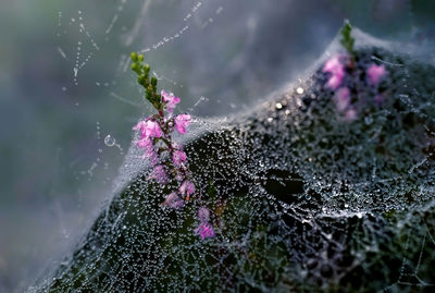 Close-up of purple flowering plant