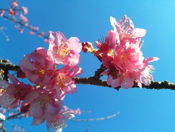 Low angle view of pink flowers blooming on tree