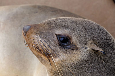 Close-up of an animal