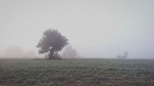 Trees on grassy field during foggy weather