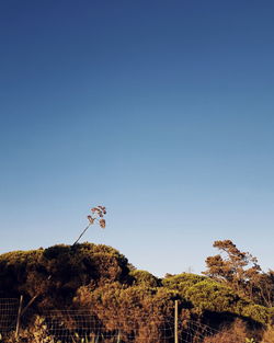 Low angle view of tree against clear blue sky