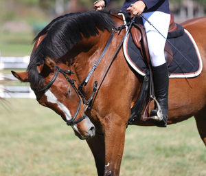 Close-up of horse riding
