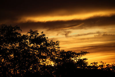 Low angle view of silhouette trees against sky during sunset