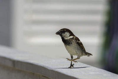 Close-up of bird perching on wall