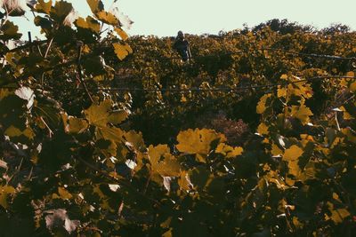 Autumn leaves on tree