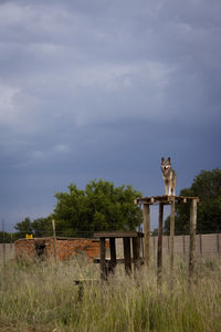 Low angle view of dog on standing on man made structure against sky