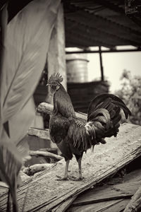 Close-up of rooster