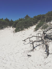 View of driftwood on beach against clear sky