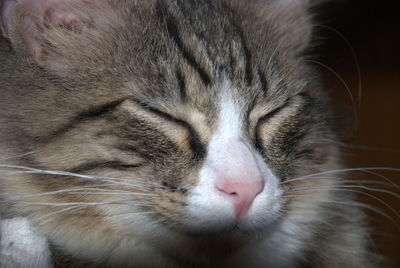 Close-up of cat sleeping