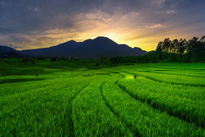 Scenic view of field against sky during sunset