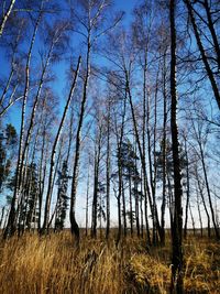 Bare trees on field against sky