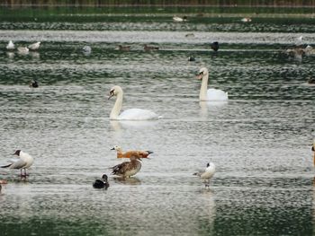 Bird in water