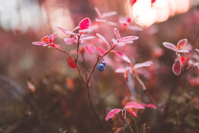 Close-up of insect on red flowering plant
