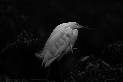 Close-up of egret 