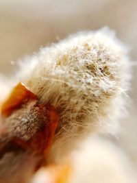 Close-up of flower