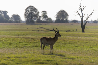 Impala standing in a field