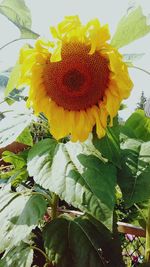 Close-up of sunflower