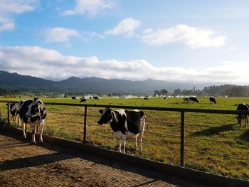 Cows grazing on field against sky