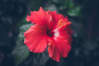 Close-up of red flower