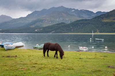 Horses in a lake
