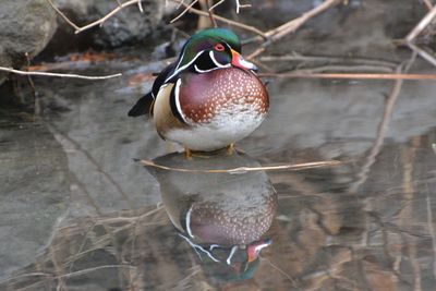 High angle view of bird in water