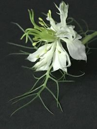 Close-up of white rose against black background