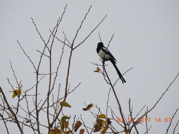 Low angle view of bird perching on bare tree against clear sky