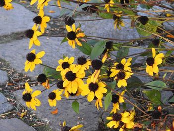 Yellow flowers blooming outdoors