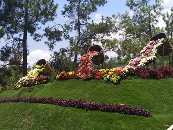 View of flowering plants in park