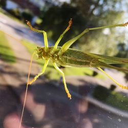 Close-up of insect on leaf