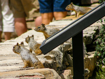 Close-up of squirrel standing outdoors