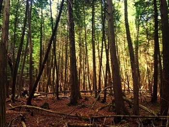 Trees in forest