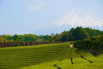 Scenic view of agricultural field against sky with mt.fuji