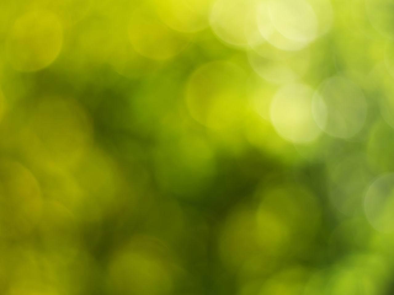 FULL FRAME SHOT OF DEFOCUSED IMAGE OF GREEN LEAF