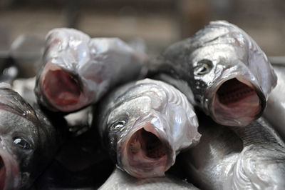 Close-up of fishes for sale at market