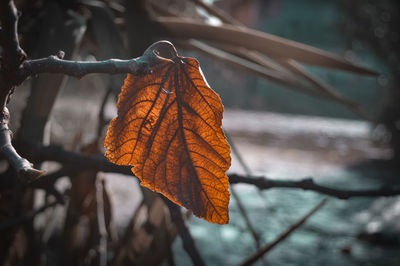 Close-up of dry leaves on plant