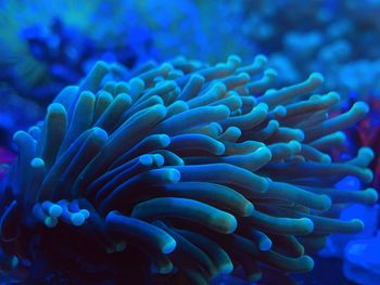 Close-up of coral in sea