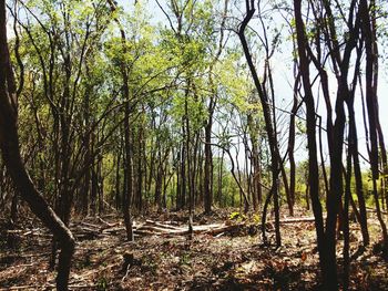 View of trees in forest