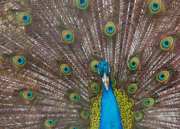 Full frame shot of peacock feathers