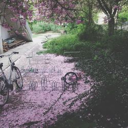 Pink flowers on tree