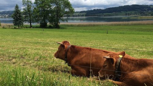 Cow standing on field against sky